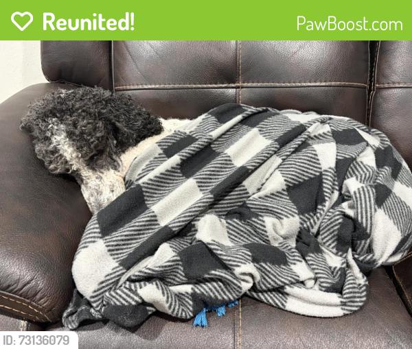 Reunited Female Dog last seen Near CR 470A Dayton, Tx 77535, Dayton, TX 77535