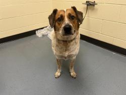 Shelter Stray Male Dog last seen Near BLOCK 18TH ST, DENVER CO 80202, 1241 W Bayaud Ave, Denver, CO 80223, USA