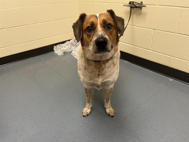 Shelter Stray Male Dog last seen Near BLOCK 18TH ST, DENVER CO 80202, 1241 W Bayaud Ave, Denver, CO 80223, USA