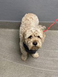 Shelter Stray Male Dog last seen NELLIS AND WYOMING, 655 N Mojave Rd, Las Vegas, NV 89101, USA