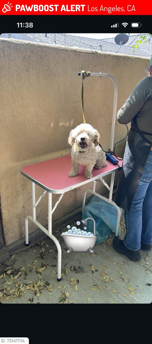 Lost Male Dog last seen Haddon and van nuys, Los Angeles, CA 91331