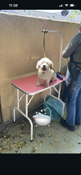 Lost Male Dog last seen Haddon and van nuys, Los Angeles, CA 91331