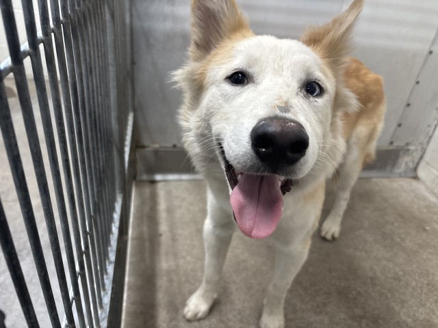Shelter Stray Male Dog last seen Near BLOCK CORONADO PL, 333 Chandler Pl, San Bernardino, CA 92408, USA