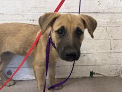 Shelter Stray Female Dog last seen I ST, 333 Chandler Pl, San Bernardino, CA 92408, USA