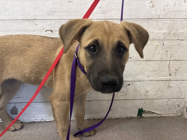 Shelter Stray Female Dog last seen I ST, 333 Chandler Pl, San Bernardino, CA 92408, USA
