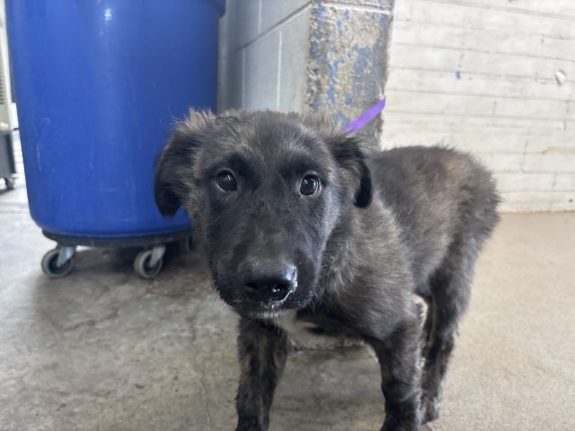 Shelter Stray Male Dog last seen I ST, 333 Chandler Pl, San Bernardino, CA 92408, USA