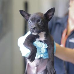 Shelter Stray Male Dog last seen Near BLOCK AMIRES, 4710 TX-151, San Antonio, TX 78227, USA