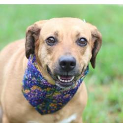 Shelter Stray Female Dog last seen HENDERSON PASS, 4710 TX-151, San Antonio, TX 78227, USA