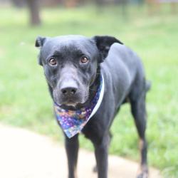 Shelter Stray Male Dog last seen STILL MOON, 4710 TX-151, San Antonio, TX 78227, USA