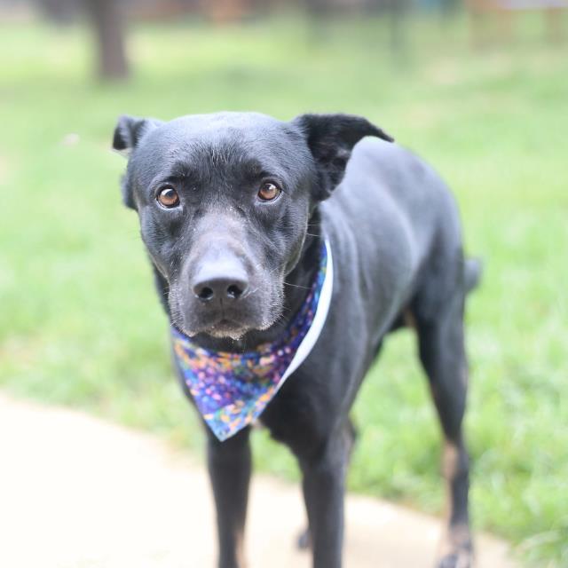Shelter Stray Male Dog last seen STILL MOON, 4710 TX-151, San Antonio, TX 78227, USA
