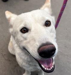 Shelter Stray Female Dog last seen , 4000 N Silverbell Rd, Tucson, AZ 85745, USA