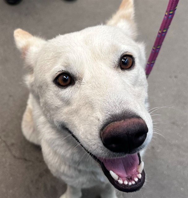 Shelter Stray Female Dog last seen , 4000 N Silverbell Rd, Tucson, AZ 85745, USA