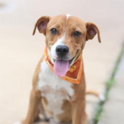 Shelter Stray Female Dog last seen Near BLOCK OF N TRINITY, 4710 TX-151, San Antonio, TX 78227, USA