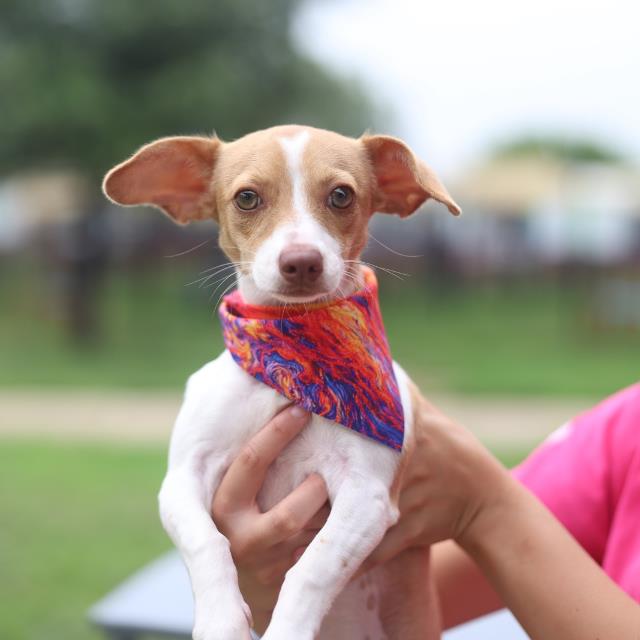 Shelter Stray Female Dog last seen Near BLOCK W MILITARY DR, 4710 TX-151, San Antonio, TX 78227, USA