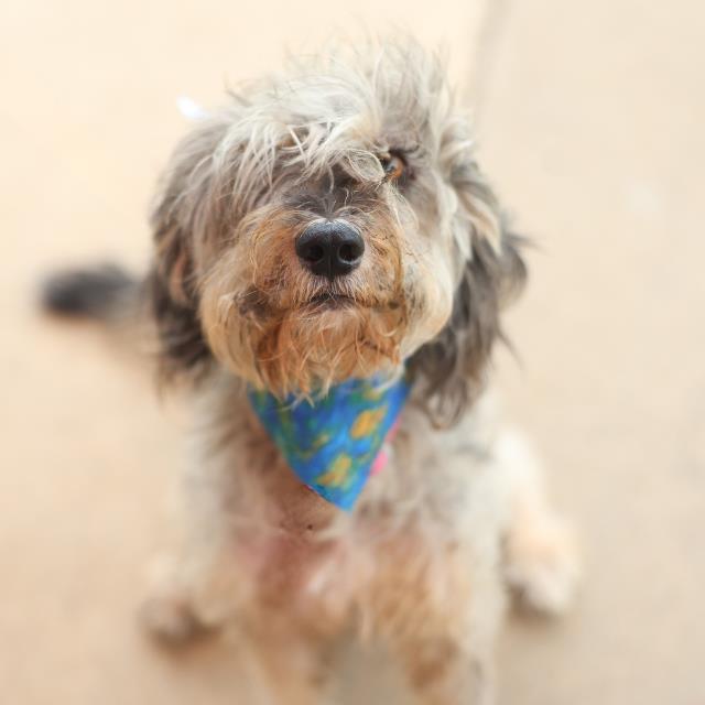 Shelter Stray Male Dog last seen EVERTON, 4710 TX-151, San Antonio, TX 78227, USA