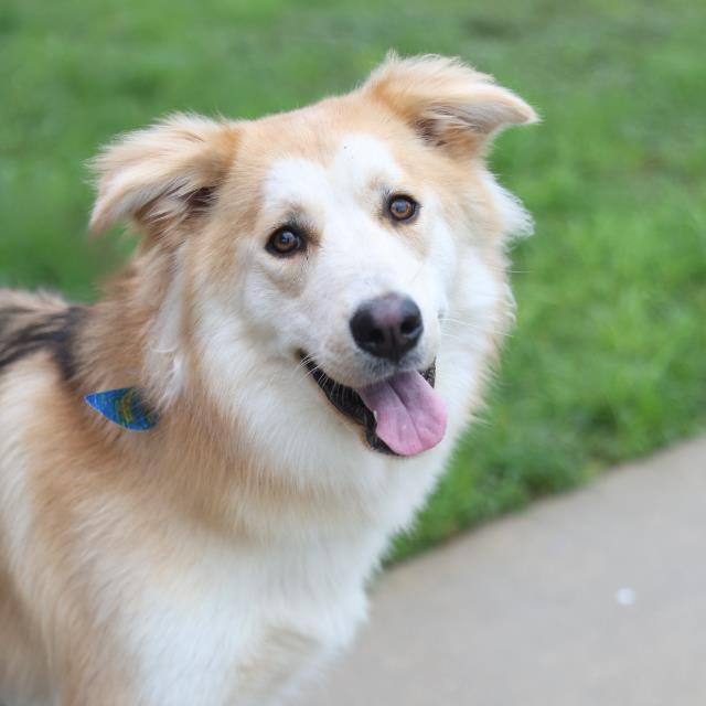 Shelter Stray Female Dog last seen FOXBORO, 4710 TX-151, San Antonio, TX 78227, USA