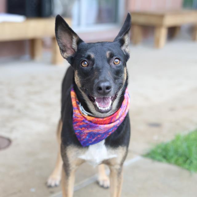 Shelter Stray Female Dog last seen FOXBORO, 4710 TX-151, San Antonio, TX 78227, USA