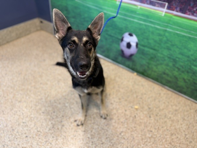 Shelter Stray Female Dog last seen Near BLOCK NW 47 AVE, 3599 NW 79th Ave, Doral, FL 33122, USA