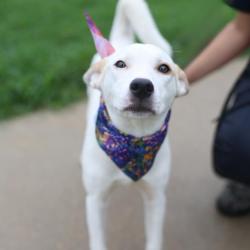 Shelter Stray Female Dog last seen FOXBORO, 4710 TX-151, San Antonio, TX 78227, USA