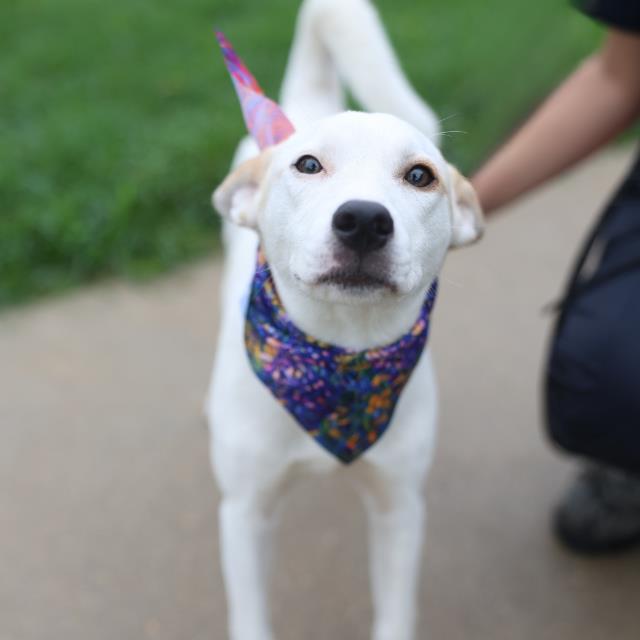 Shelter Stray Female Dog last seen FOXBORO, 4710 TX-151, San Antonio, TX 78227, USA