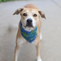 Shelter Stray Female Dog last seen DENNLER & LINUS, 4710 TX-151, San Antonio, TX 78227, USA
