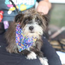 Shelter Stray Female Dog last seen Near BLOCK VERDE CANYON, 4710 TX-151, San Antonio, TX 78227, USA