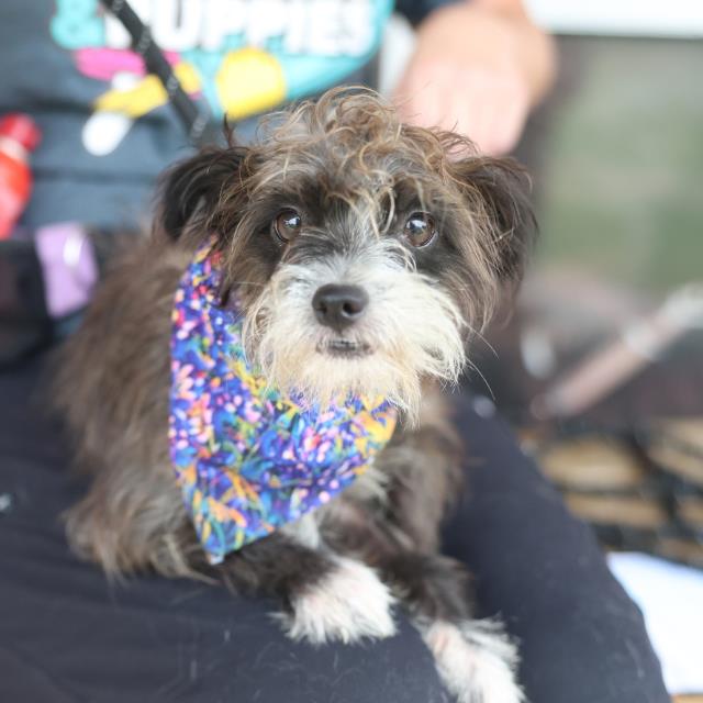 Shelter Stray Female Dog last seen Near BLOCK VERDE CANYON, 4710 TX-151, San Antonio, TX 78227, USA