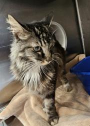 Shelter Stray Female Cat last seen Near BLOCK 1ST AVE, 4950 SW Triana Blvd, Huntsville, AL 35805, USA