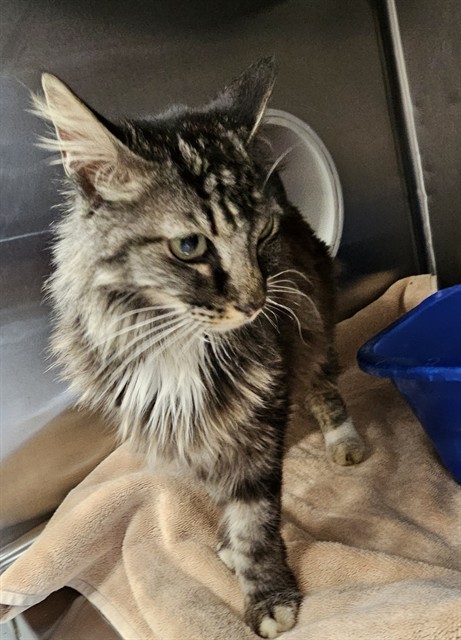 Shelter Stray Female Cat last seen Near BLOCK 1ST AVE, 4950 SW Triana Blvd, Huntsville, AL 35805, USA