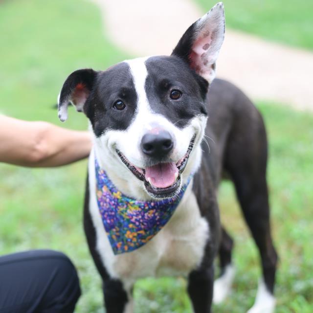 Shelter Stray Male Dog last seen Near BLOCK LONE EAGLE, 4710 TX-151, San Antonio, TX 78227, USA