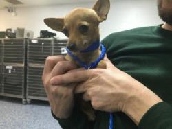 Shelter Stray Male Dog last seen Near BLOCK CALLE ALICIA, COACHELLA CA 92236, 72050 Pet Land Pl, Thousand Palms, CA 92276, USA