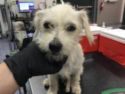 Shelter Stray Male Dog last seen Near BLOCK CALLE ALICIA, COACHELLA CA 92236, 72050 Pet Land Pl, Thousand Palms, CA 92276, USA