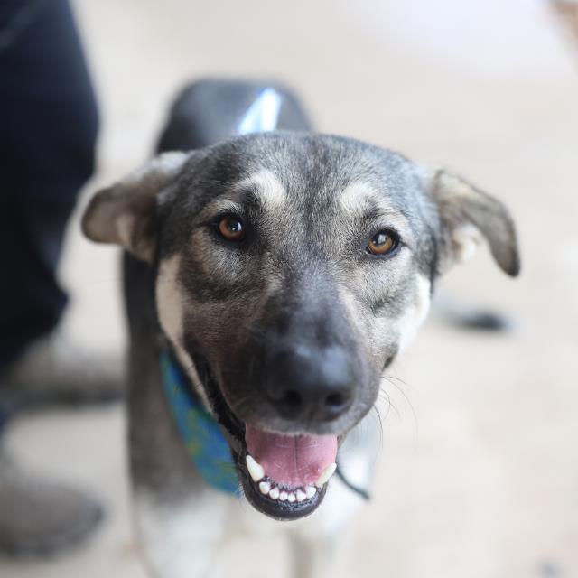 Shelter Stray Male Dog last seen Near BLOCK W MALONE ST, 4710 TX-151, San Antonio, TX 78227, USA