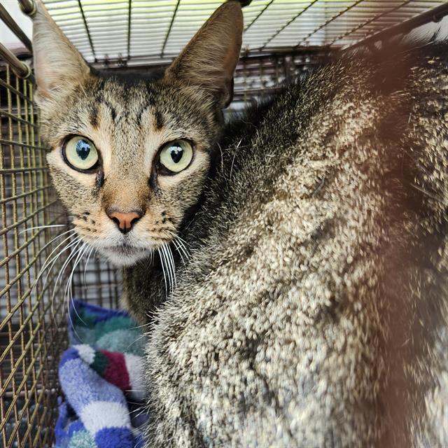 Shelter Stray Male Cat last seen Near BLOCK MAYO, 4710 TX-151, San Antonio, TX 78227, USA