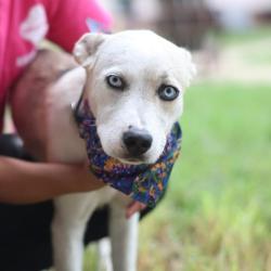 Shelter Stray Female Dog last seen Near BLOCK E GERALD, 4710 TX-151, San Antonio, TX 78227, USA