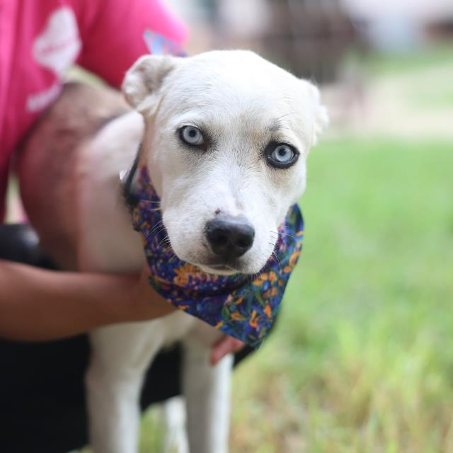 Shelter Stray Female Dog last seen Near BLOCK E GERALD, 4710 TX-151, San Antonio, TX 78227, USA