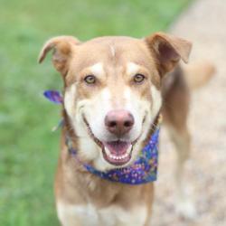 Shelter Stray Male Dog last seen Near BLOCK IH 10, 4710 TX-151, San Antonio, TX 78227, USA