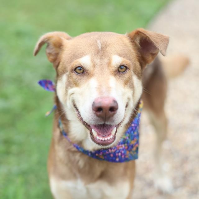 Shelter Stray Male Dog last seen Near BLOCK IH 10, 4710 TX-151, San Antonio, TX 78227, USA
