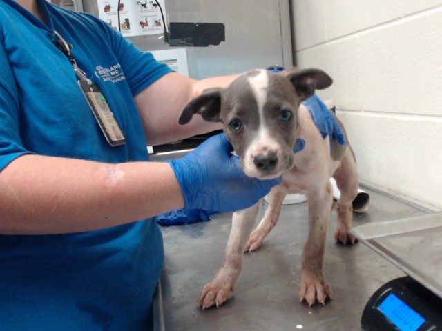 Shelter Stray Female Dog last seen Near BLOCK WAL MART DR, HOPE MILLS NC 28348, 4704 Corporation Dr, Fayetteville, NC 28306, USA