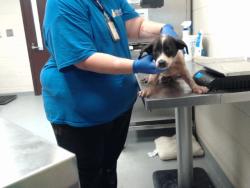 Shelter Stray Female Dog last seen Near BLOCK WAL MART DR, HOPE MILLS NC 28348, 4704 Corporation Dr, Fayetteville, NC 28306, USA