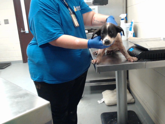 Shelter Stray Female Dog last seen Near BLOCK WAL MART DR, HOPE MILLS NC 28348, 4704 Corporation Dr, Fayetteville, NC 28306, USA