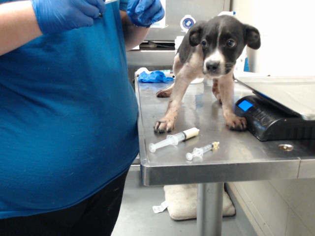 Shelter Stray Female Dog last seen Near BLOCK WAL MART DR, HOPE MILLS NC 28348, 4704 Corporation Dr, Fayetteville, NC 28306, USA