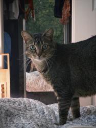 Reunited Female Cat last seen Dillard and quince LN, Wilton, CA 95693