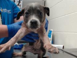 Shelter Stray Male Dog last seen Near BLOCK WAL MART DR, HOPE MILLS NC 28348, 4704 Corporation Dr, Fayetteville, NC 28306, USA