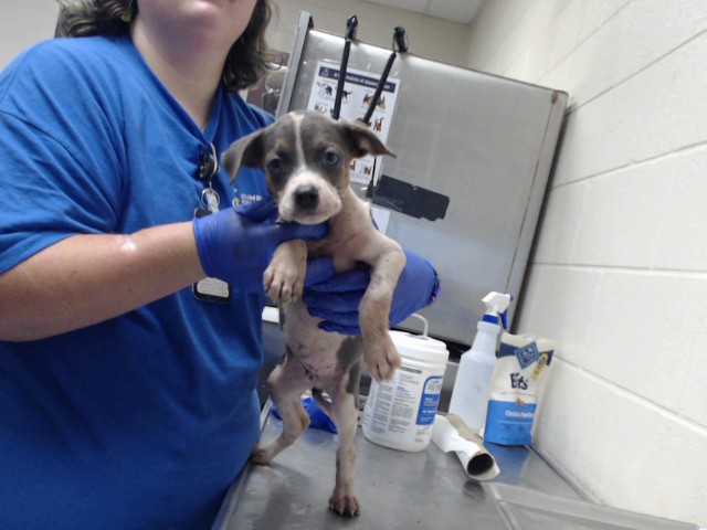 Shelter Stray Male Dog last seen Near BLOCK WAL MART DR, HOPE MILLS NC 28348, 4704 Corporation Dr, Fayetteville, NC 28306, USA