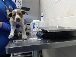 Shelter Stray Male Dog last seen Near BLOCK SUMMER HILL CT, FAYETTEVILLE NC 28303, 4704 Corporation Dr, Fayetteville, NC 28306, USA