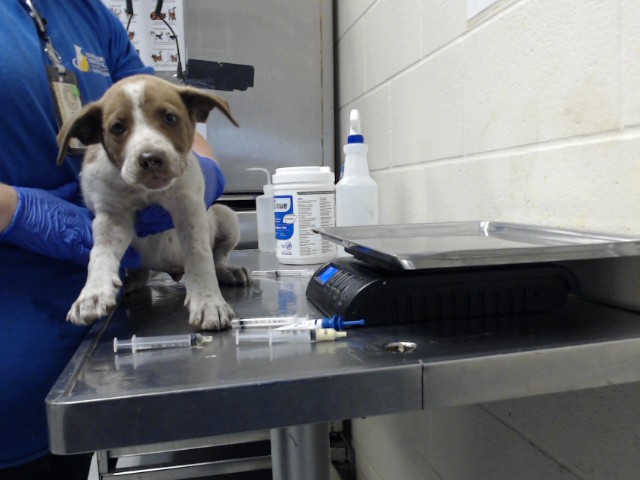 Shelter Stray Male Dog last seen Near BLOCK SUMMER HILL CT, FAYETTEVILLE NC 28303, 4704 Corporation Dr, Fayetteville, NC 28306, USA