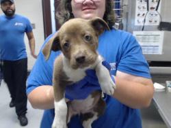 Shelter Stray Female Dog last seen Near BLOCK SUMMER HILL CT, FAYETTEVILLE NC 28303, 4704 Corporation Dr, Fayetteville, NC 28306, USA