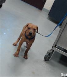 Shelter Stray Female Dog last seen Near BLOCK RIVERCROFT RD, FAYETTEVILLE NC 28304, 4704 Corporation Dr, Fayetteville, NC 28306, USA