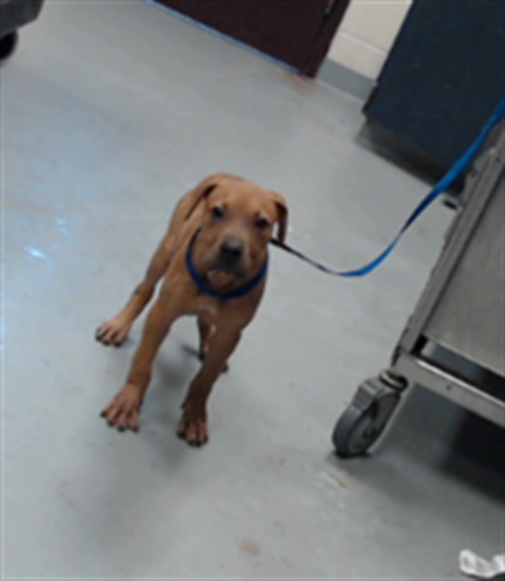 Shelter Stray Female Dog last seen Near BLOCK RIVERCROFT RD, FAYETTEVILLE NC 28304, 4704 Corporation Dr, Fayetteville, NC 28306, USA
